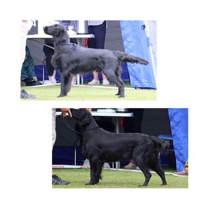 Foto: Kjersti Jensen, kennel Kalexas