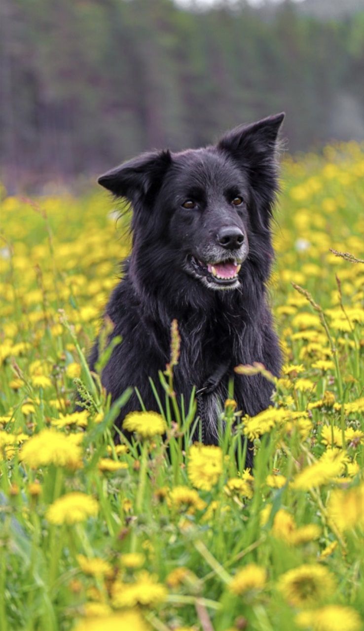 Teddy 9 år